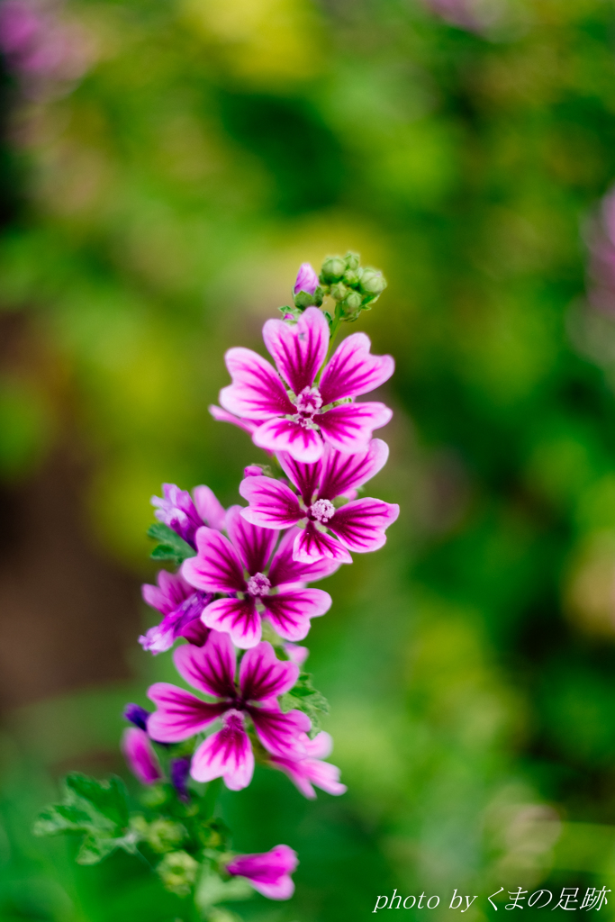 空にあこがれて