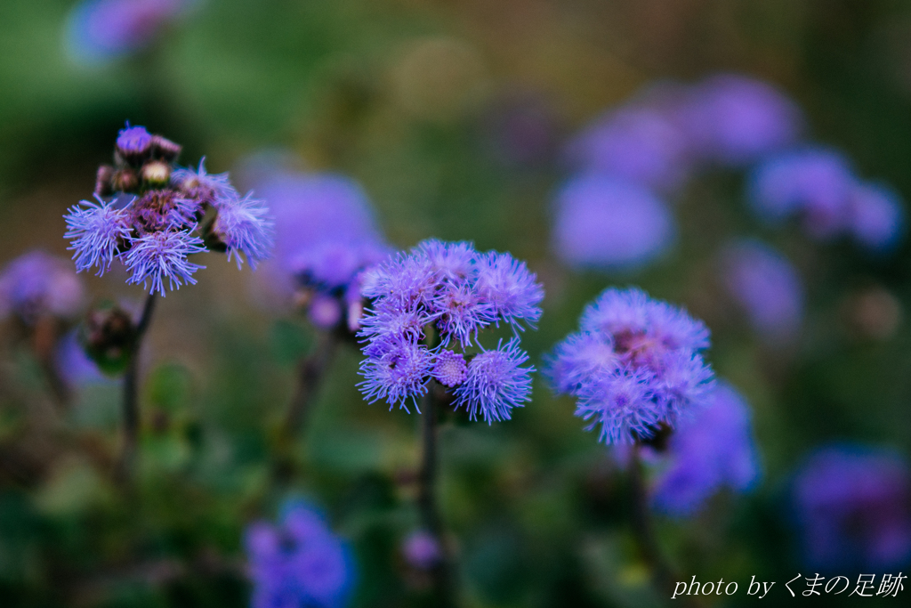 ムラサキの応援