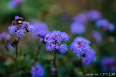 ムラサキの応援