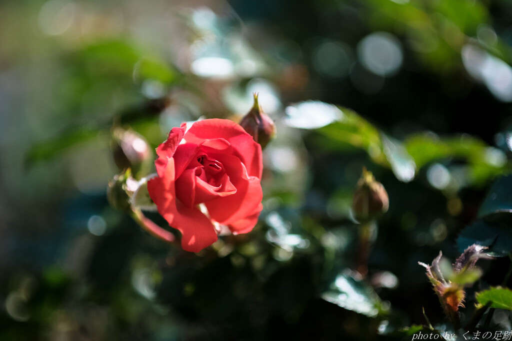 In the garden