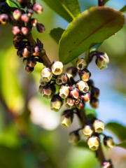 小粒でもピりっと