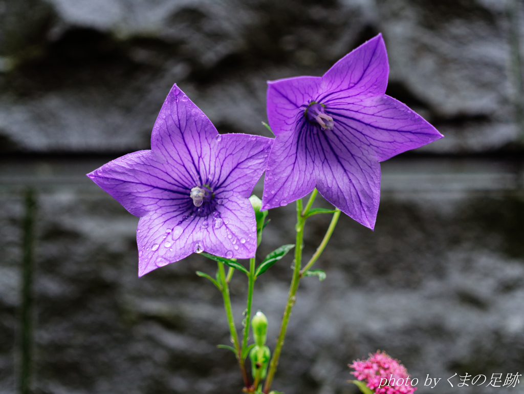 止まない雨は･･･