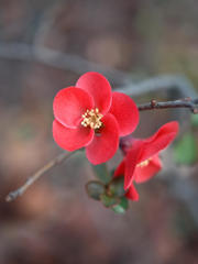 大人の花