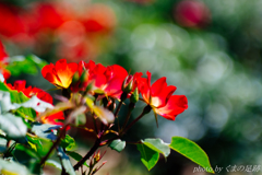 派手に行こうぜ!!