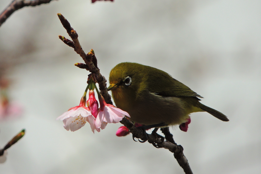 春の狩人