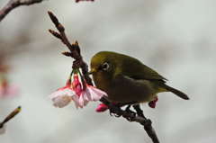 春の狩人