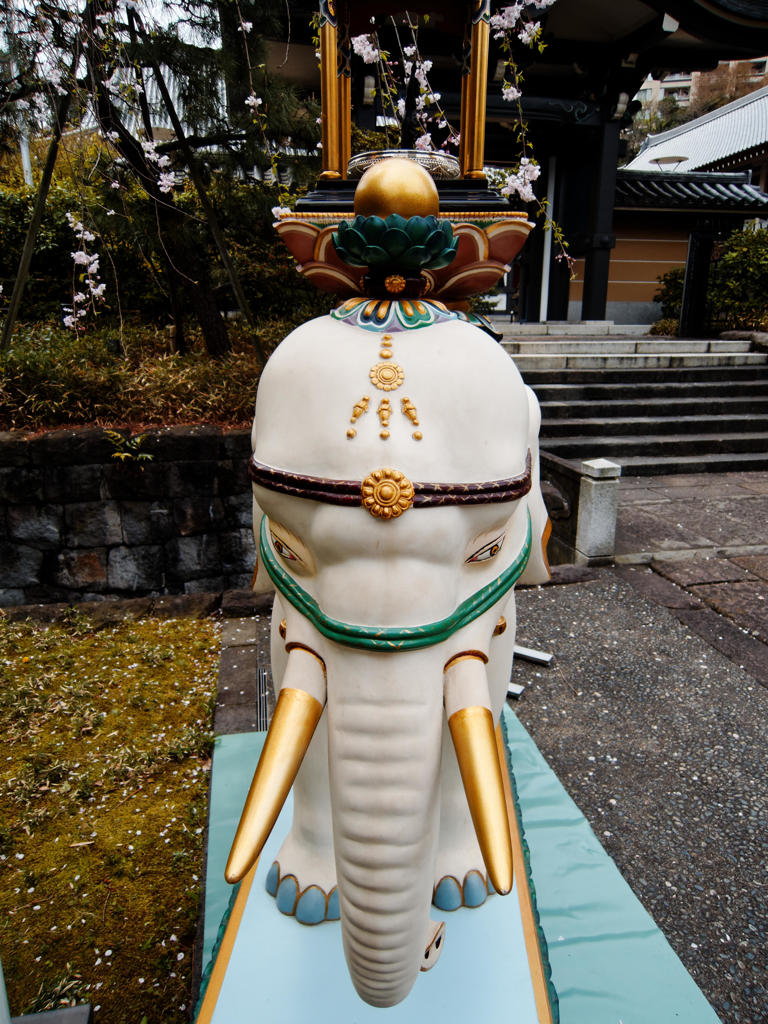 ぱぉ～