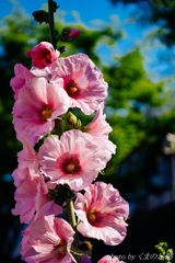 夏に似合うレンズ