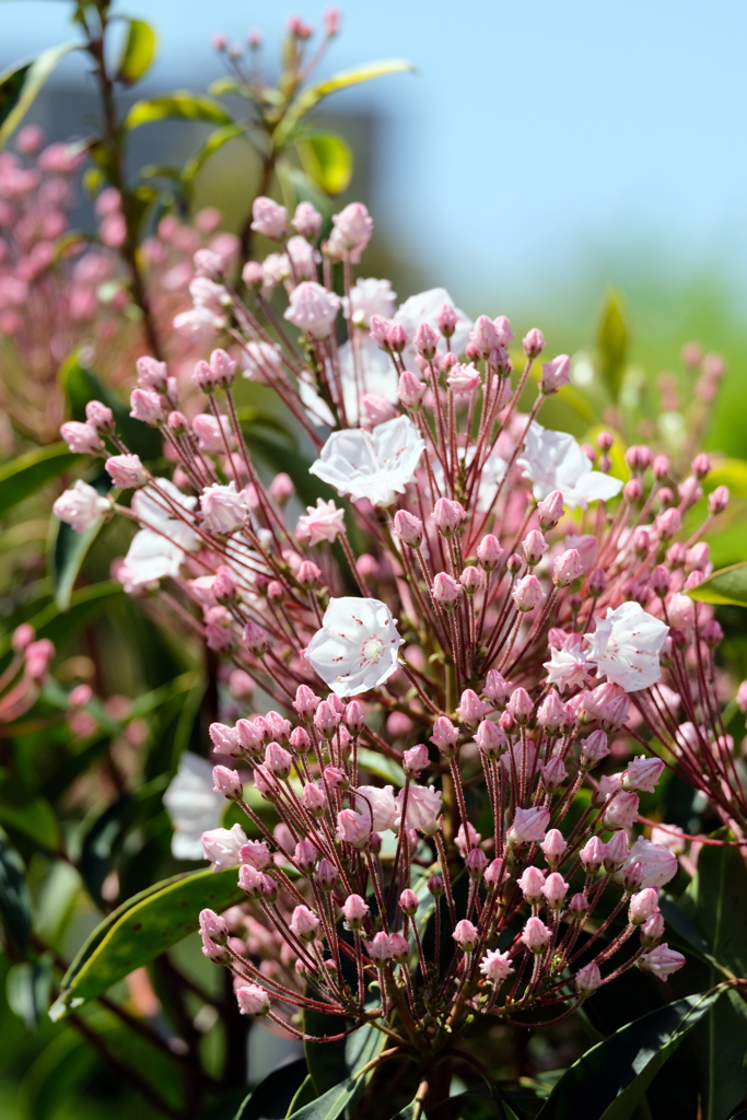 あのアポロチョコ･･･いまも売っているのかな