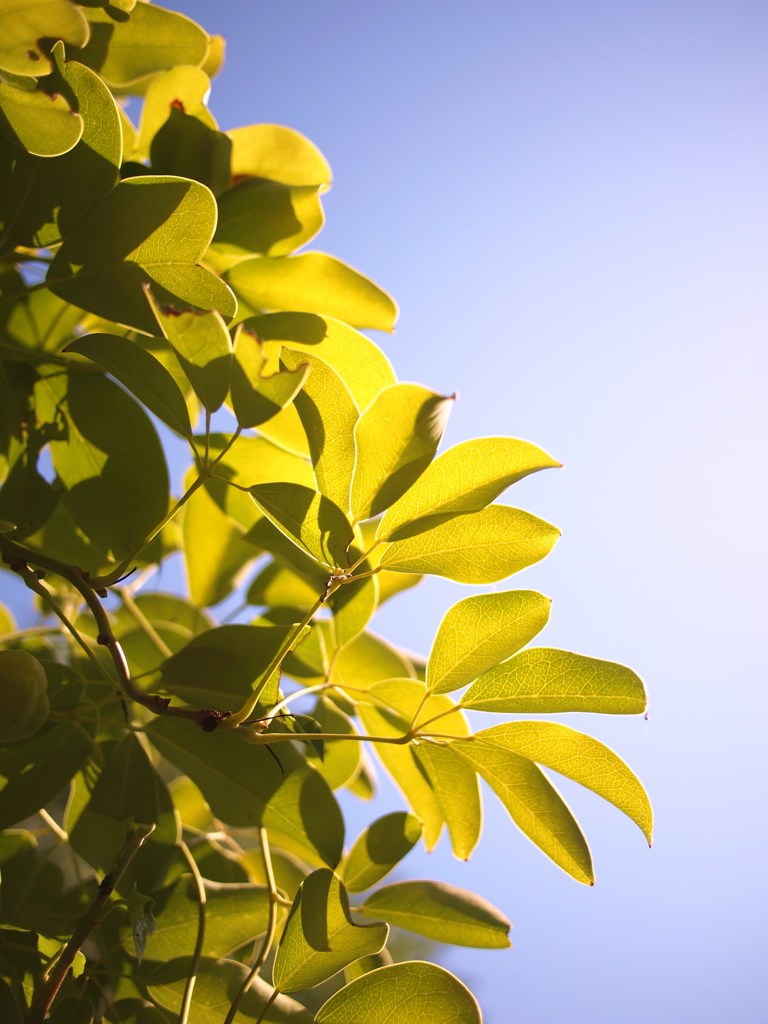 ひそやかに秋を楽しむ ⅤⅩⅦ