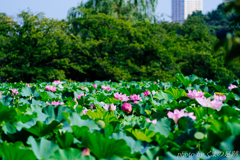 夏のため息 夏のため息