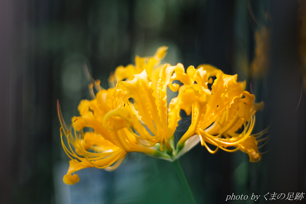 近くて遠いもの