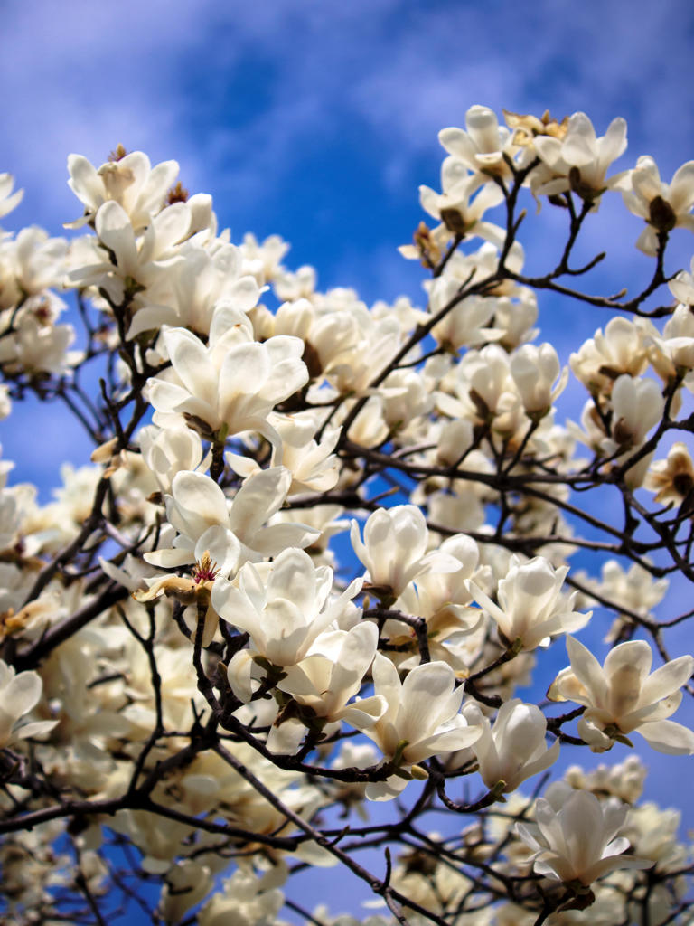 white＆BLUE
