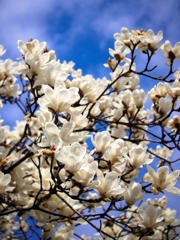 white＆BLUE