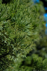 レンズを楽しむ