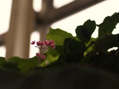 常春の揺りかご ⅩⅣ