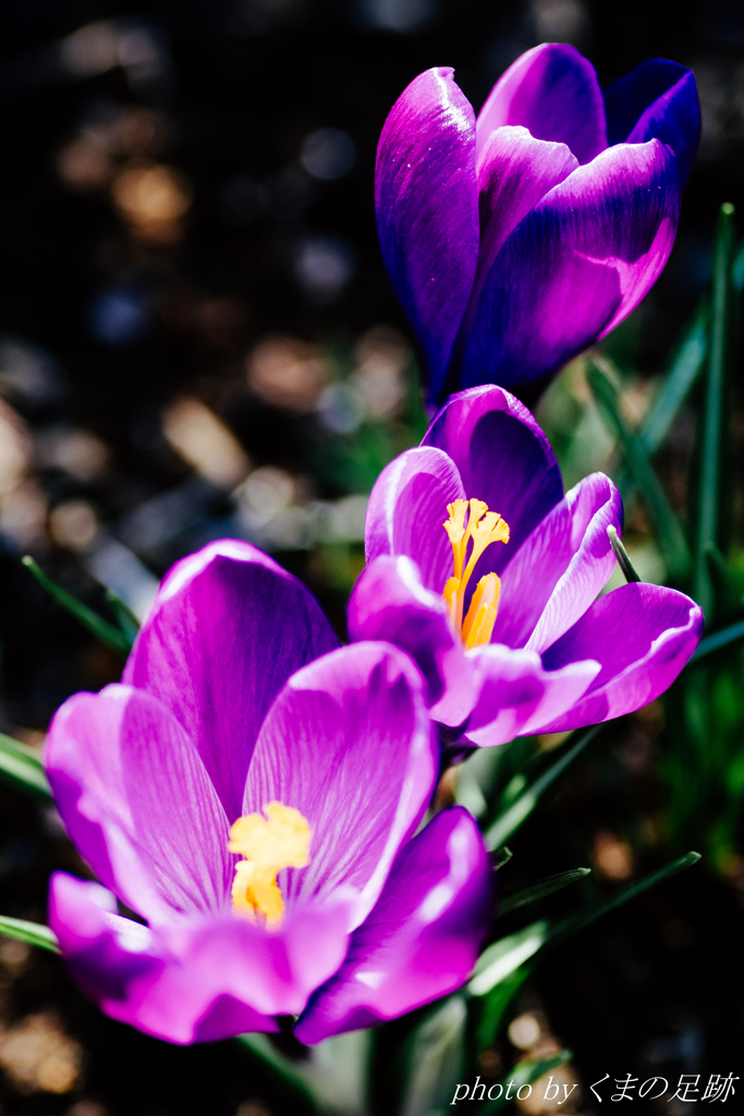 春一番･･･。