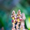どんな花が咲くのかな