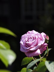 rose-garden ⅩⅩ