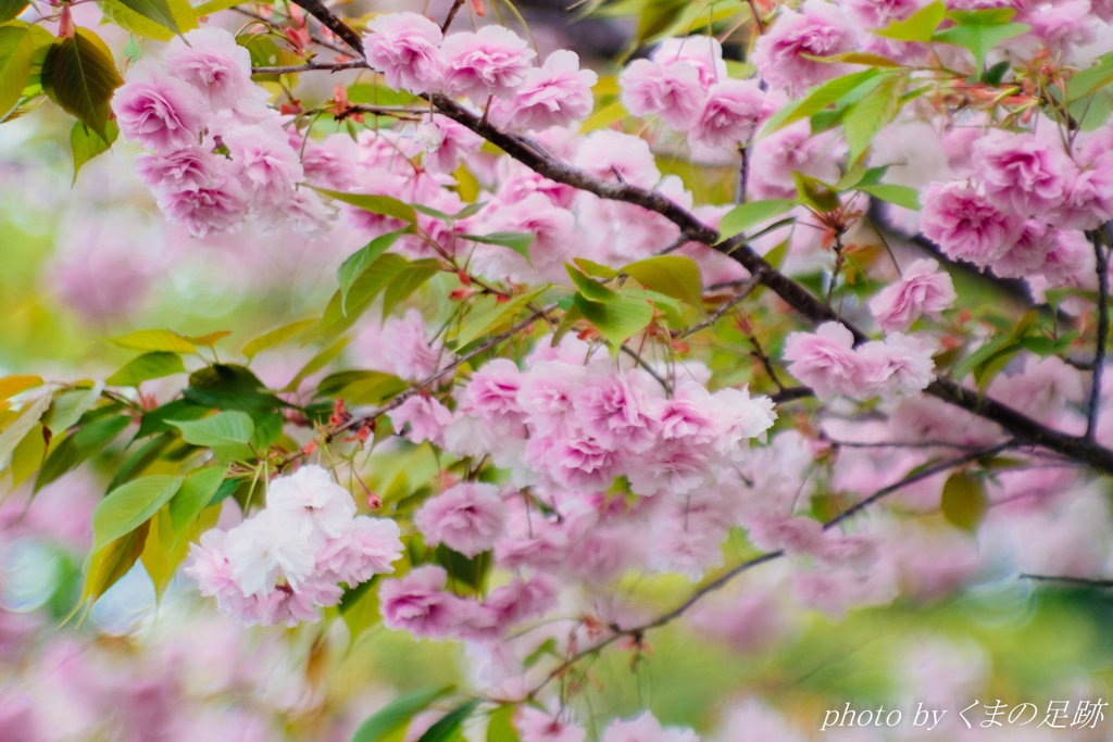 柔桜
