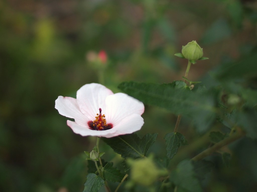 ひそやかに秋を楽しむ ⅣⅩⅠ