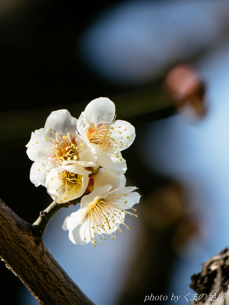 3月になれば彼女も：PANA 100-300mm