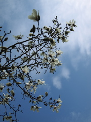 見上げる春