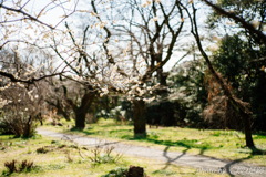 ウォーキング