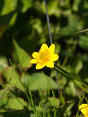 初夏の彩り ⅩⅩⅦ
