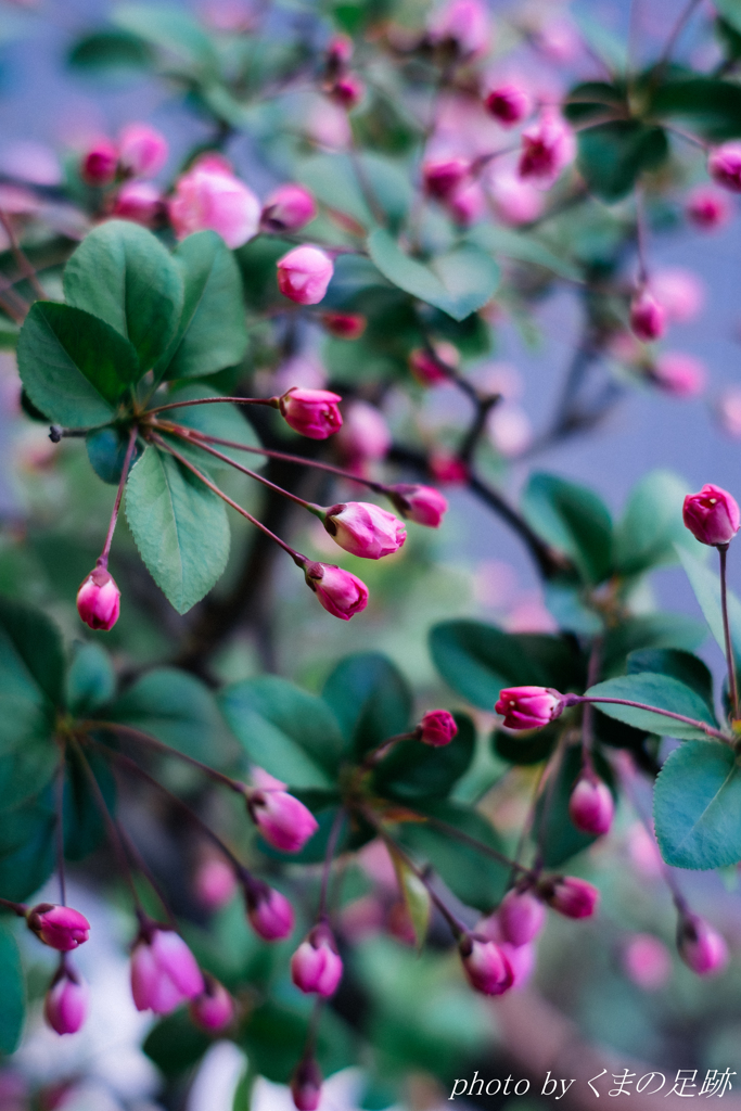 くちづけには早すぎる