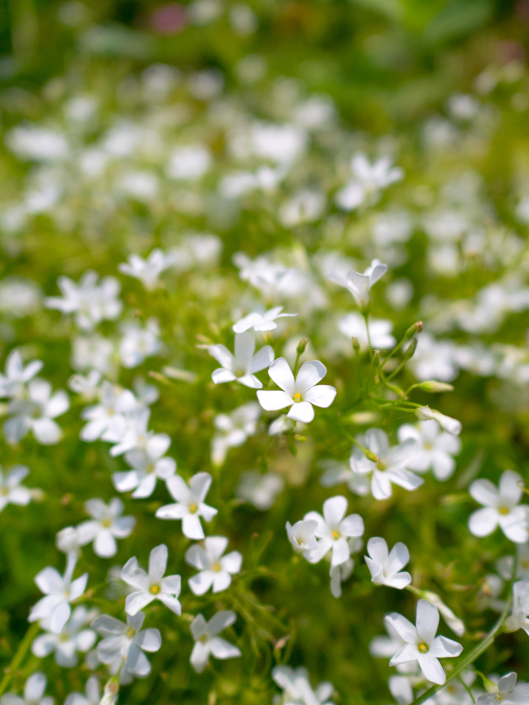 白いＴシャツが似合うね
