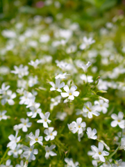 白いＴシャツが似合うね