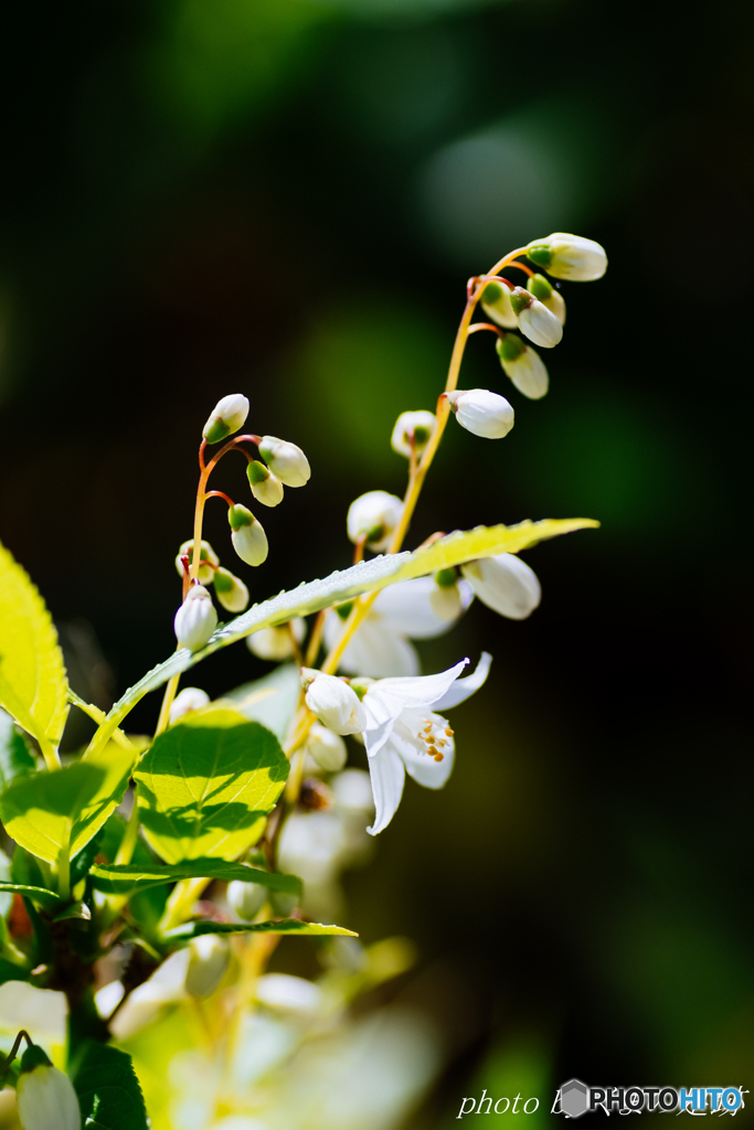 生まれかわっても