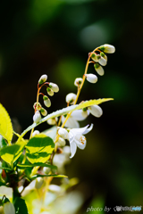 生まれかわっても