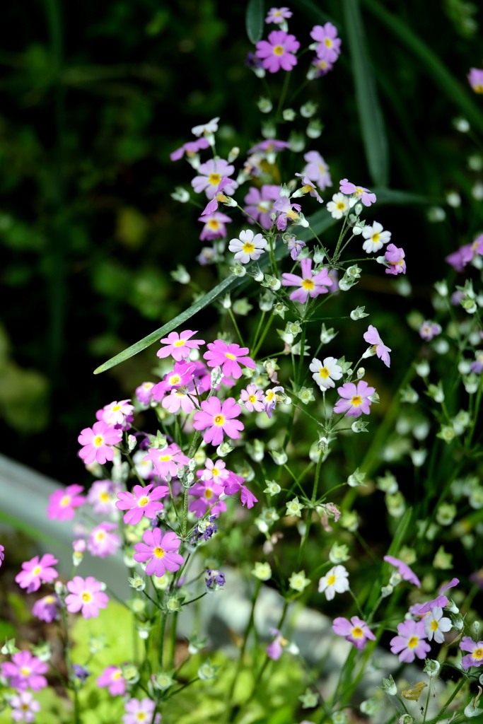 やさしさに包まれて