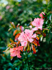 今は･･･もう秋なのに