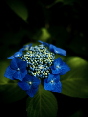 蒼く沈む