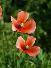 初夏の彩り ⅩⅠ
