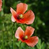 初夏の彩り ⅩⅠ