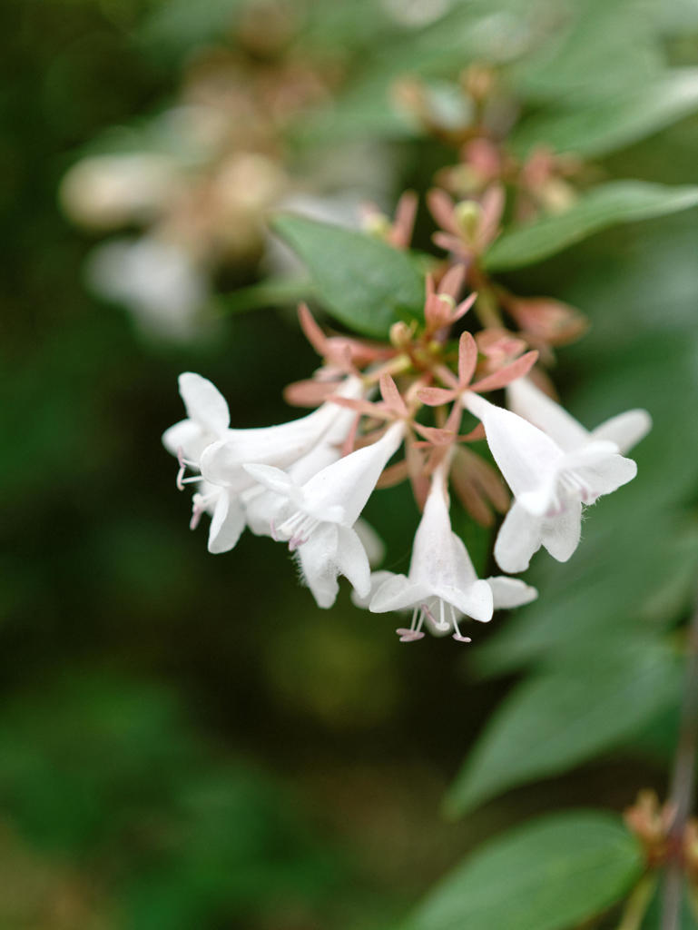 白いトランペット