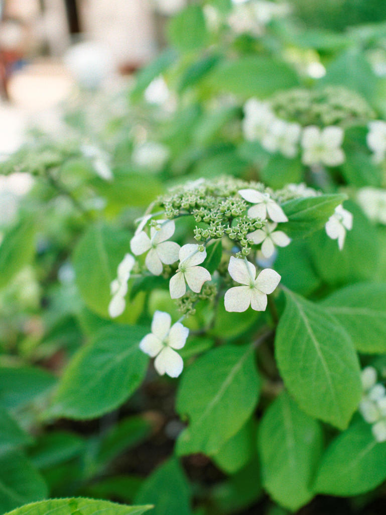 かわいいたれ耳