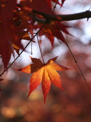 残紅