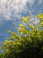 青空と日曜日は Ⅸ