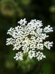 フラクタル構造