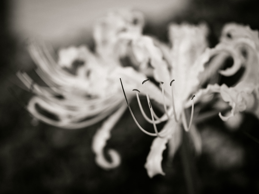 答えはいらないから