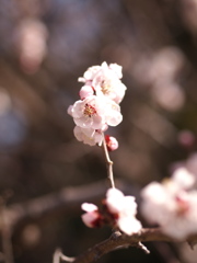 春の鼓動Ⅳ