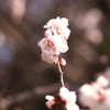春の鼓動Ⅳ