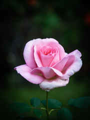 present for you