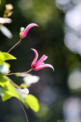 ロウロウの日々