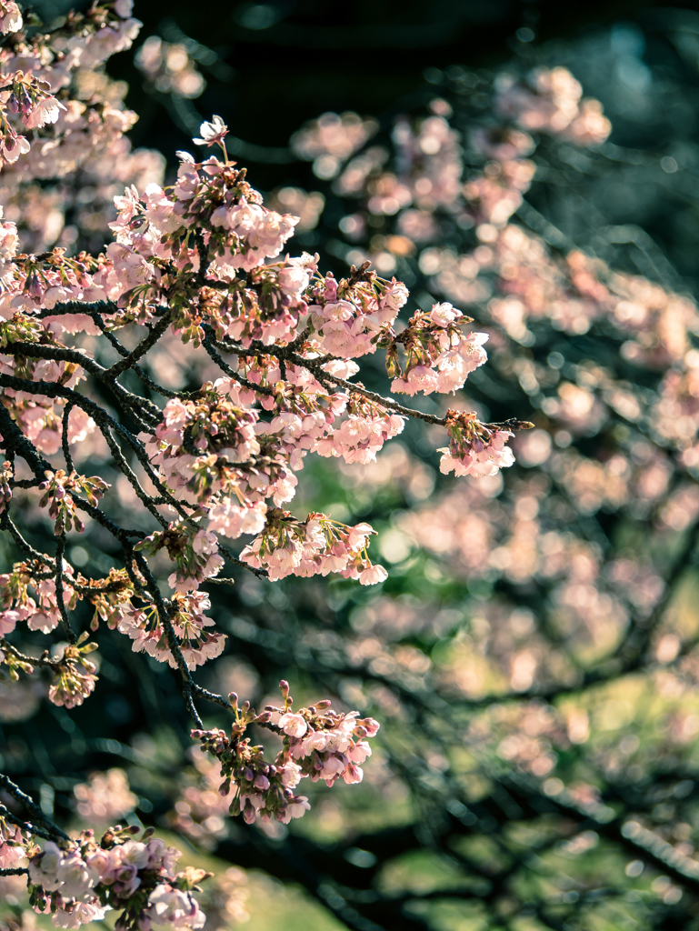 寒桜